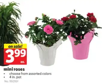 Lidl mini roses offer