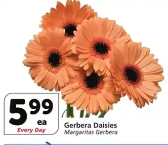 Albertsons Gerbera Daisies offer