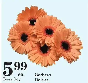 Pavilions Gerbera Daisies offer