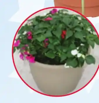 Ace Hardware 10 Premium Planter offer