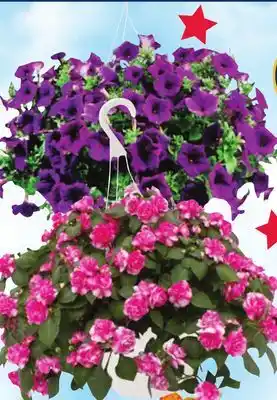 Ace Hardware PREMIUM 10 Hanging Baskets offer