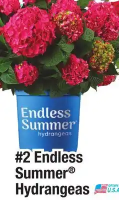 Menards 2 Endless Summer Hydrangeas offer