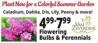 Ocean State Job Lot Amaryllis or Paperwhite Bulb Kit offer