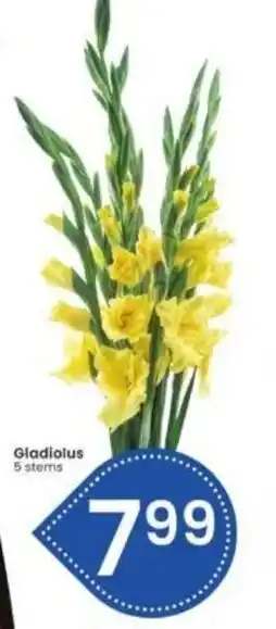 Albertsons Gladiolus 5 stems offer