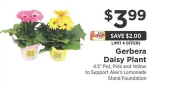 ShopRite Gerbera Daisy Plant offer
