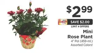 ShopRite Mini Rose Plant offer