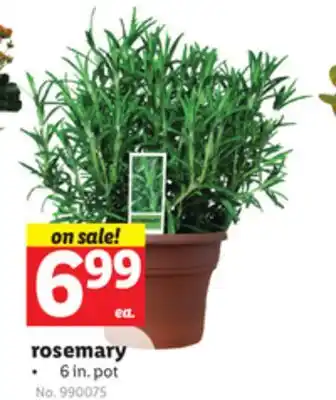 Lidl rosemary offer