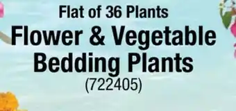 Ace Hardware Flower & Vegetable Bedding Plants offer