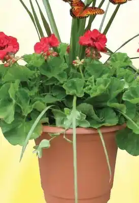 Ace Hardware 14 Large Potted Plant offer