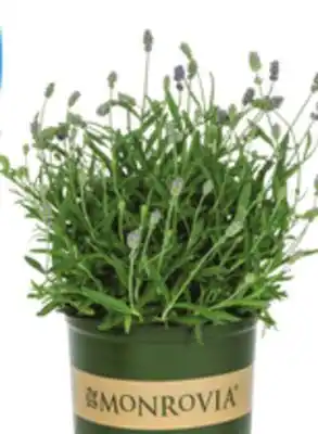 Select 2.5-Quart Perennials