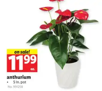 Lidl anthurium offer
