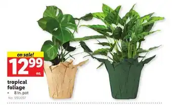 Lidl tropical foliage offer