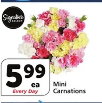 Albertsons Mini Carnations offer