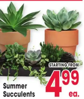 Jewel-Osco Summer Succulents offer