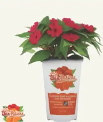The Home Depot Quart SunPatiens offer