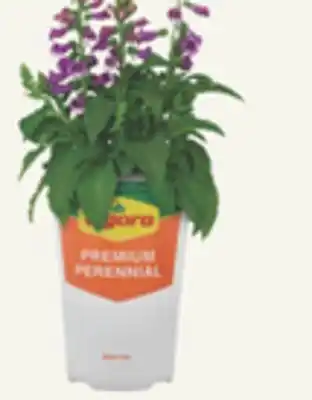 The Home Depot VIGORO Gallon Perennials offer