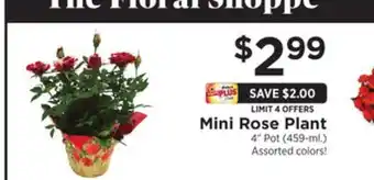 ShopRite Mini Rose Plant offer