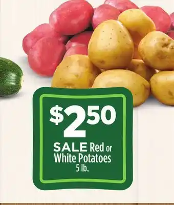 Dollar General Red or White Potatoes offer