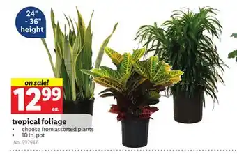 Lidl tropical foliage offer