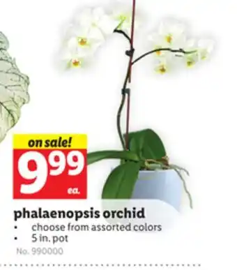 Lidl phalaenopsis orchid offer