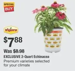 The Home Depot 2-Quart Echinacea offer