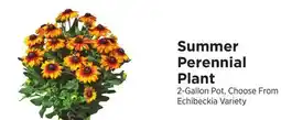 ShopRite Summer Perennial Plant offer
