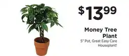 ShopRite Money Tree Plant offer