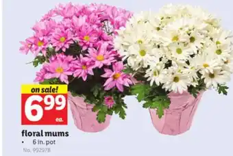Lidl Floral mums offer