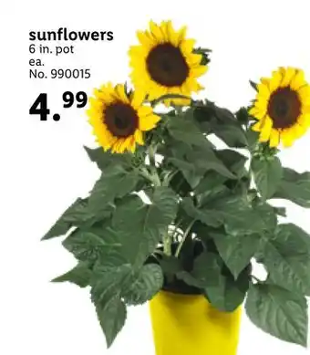 Lidl sunflowers offer