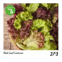 Fresh Thyme Red Leaf Lettuce offer