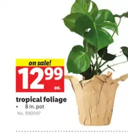 Lidl tropical foliage offer