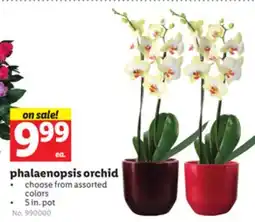 Lidl phalaenopsis orchid offer