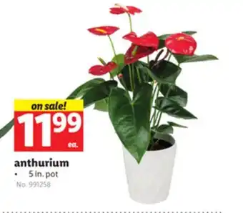 Lidl anthurium offer
