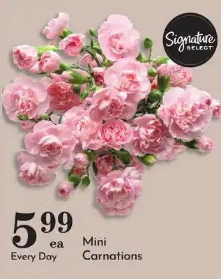 Pavilions Mini Carnations offer