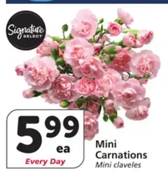 Albertsons Mini Carnations offer