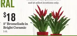 Mariano's 5 Bromeliads in Bright Ceramic offer