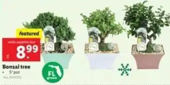 Lidl Bonsai Tree 5"Pot offer