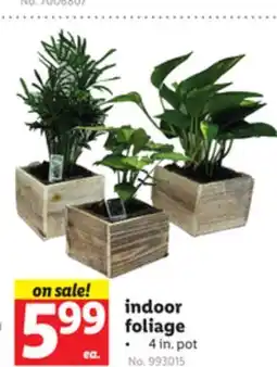 Lidl indoor foliage offer