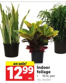 Lidl indoor foliage offer