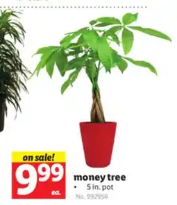 Lidl money tree offer