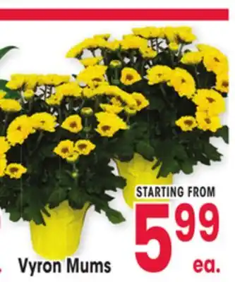 Jewel-Osco Vyron Mums offer