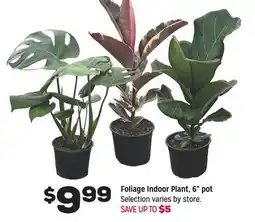 Grocery Outlet Foliage Indoor Plant 6 pot offer