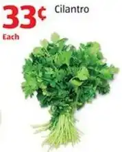 Aldi Cilantro offer