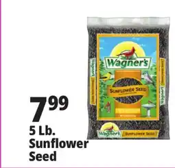 Ocean State Job Lot Wagner's Black Oil Sunflower Seed Wild Bird Food 5 lbs offer