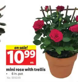 Lidl mini rose with trellis offer