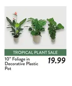 Fresh Thyme 10 Foliage in Decorative Plastic Pot offer