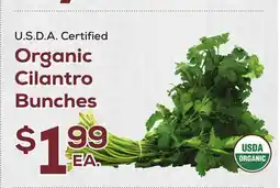DeCicco & Sons Organic Cilantro Bunches offer