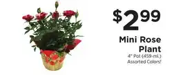 ShopRite Mini Rose Plant offer