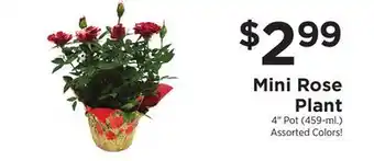 ShopRite Mini Rose Plant offer