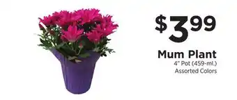 ShopRite Mum Plant offer